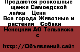 Продаются роскошные щенки Самоедской лайки › Цена ­ 40 000 - Все города Животные и растения » Собаки   . Ненецкий АО,Тельвиска с.